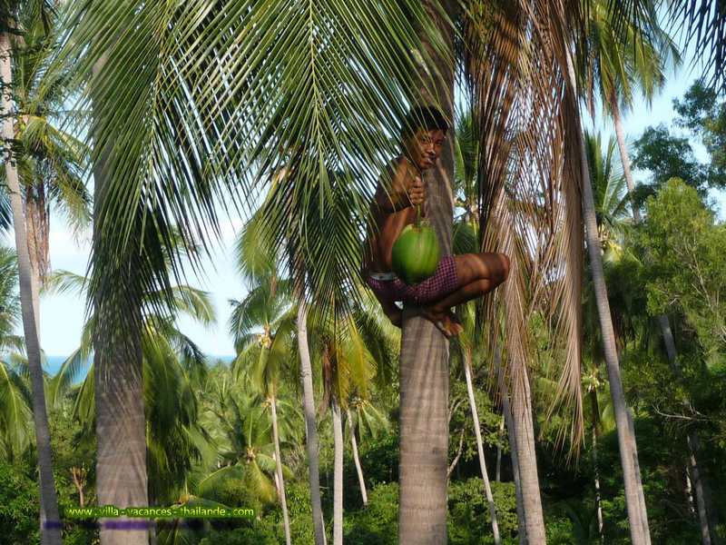 photo 52 location villa piscine au bord de la cocoteraie avec des ramasseurs de coco a koh samui thailande.